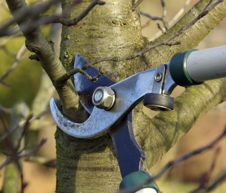 Élagueur grimpeur à Savigny-sur-Orge en intervention